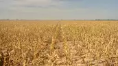 agricultura y cambio climatico
