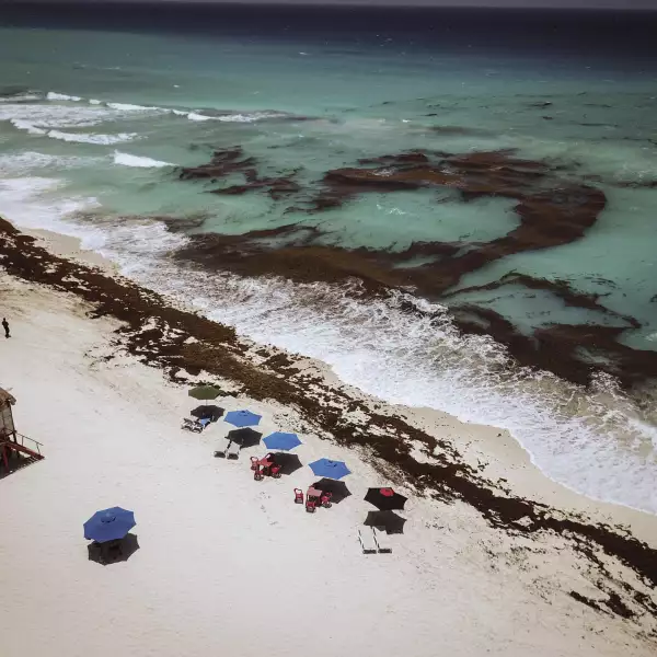 Miles de toneladas del alga llegan a los centros turísticos en la víspera del verano, en la imagen Playa Coral y Playa Ballenas Fe.