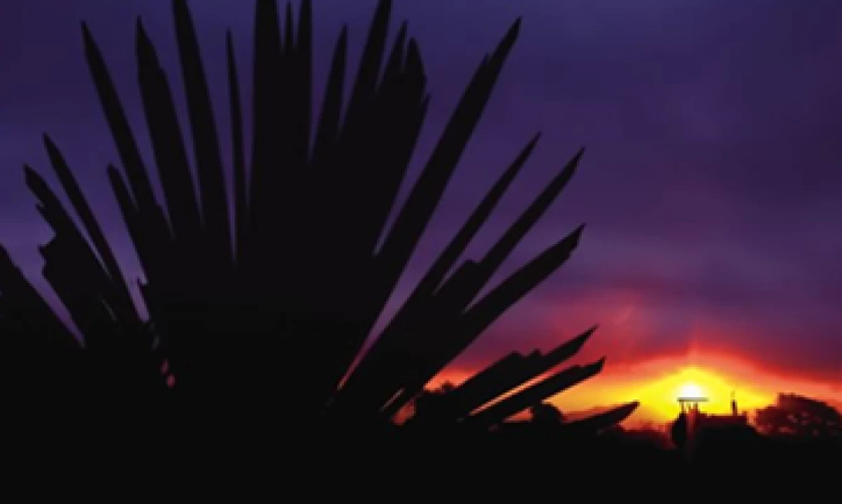 Cuervo tiene más de 100 millones de plantas de agave en 40,000 hectáreas de Jalisco, Nayarit y Michoacán. (Foto: Duilio Rodríguez)