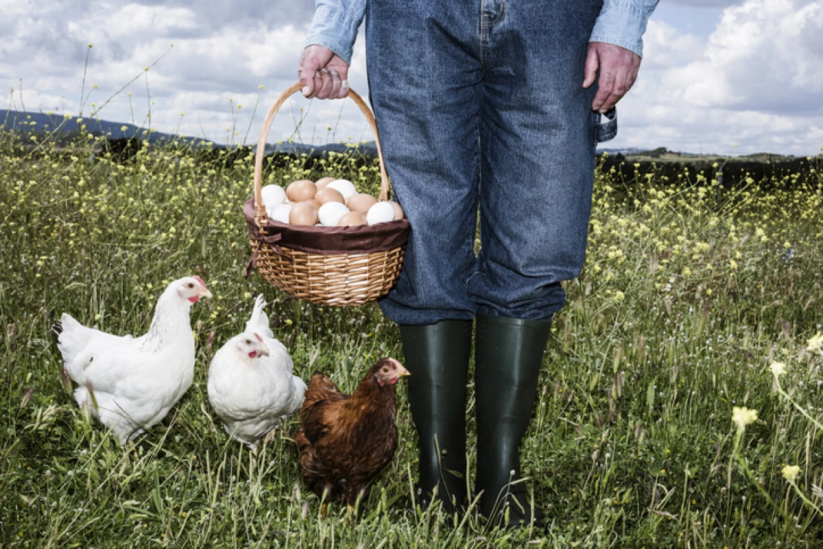 Farmer with organic eggs