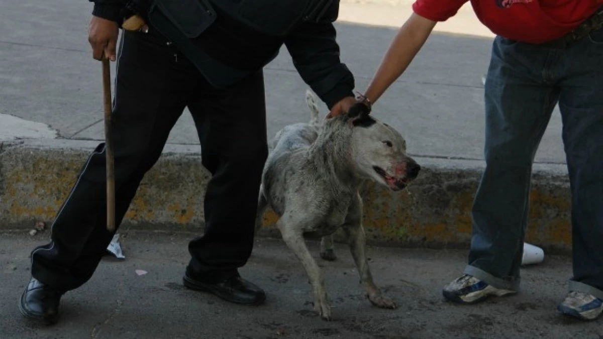 perro callejero