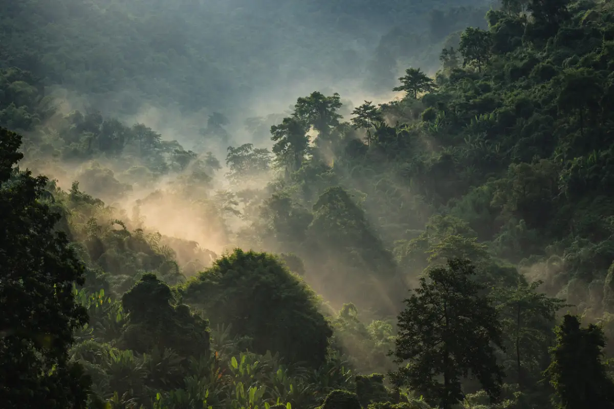 selva