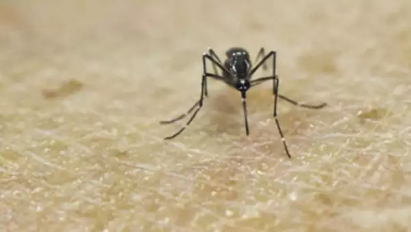 Mosquito aedes aegypti
