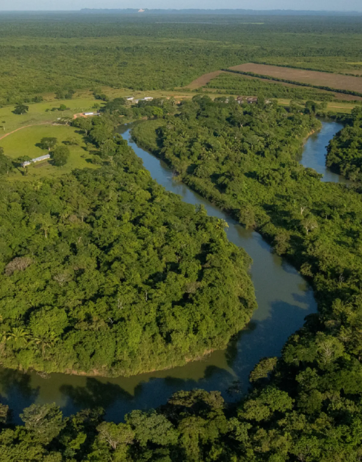 bosques-tiffany-reforestacion.png