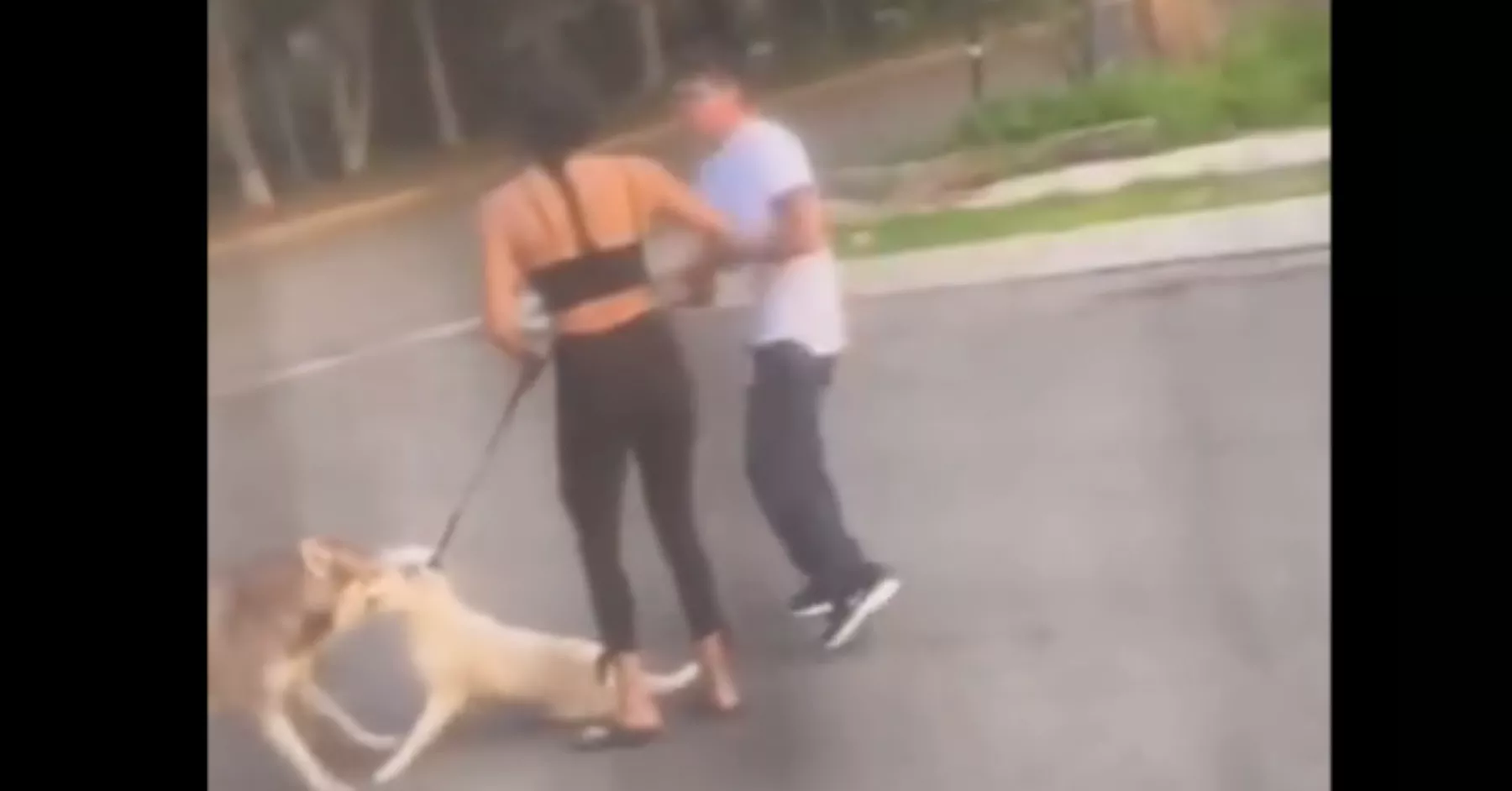 denuncian-mujer-ataco-mato-perro-husky