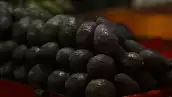 Aguacate se prevee baja el precio