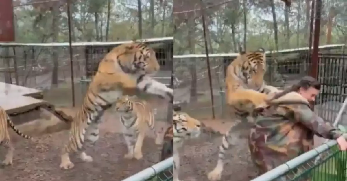Tigre de bengala se abalanza contra su veterinaria en Jalisco; ella explica por qué lo hizo