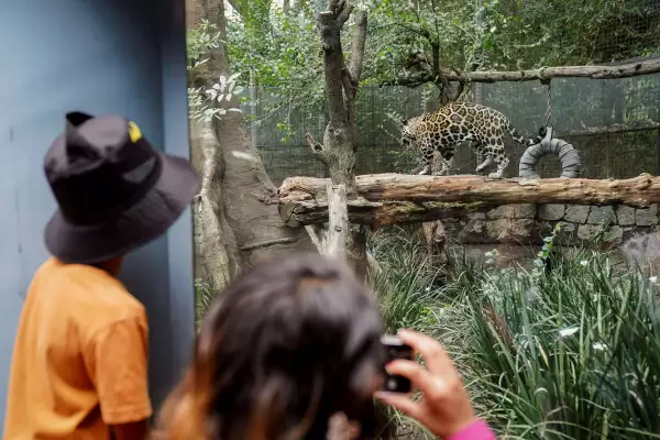 Jaguar cubs in Chapultepec zoo, in Mexico City