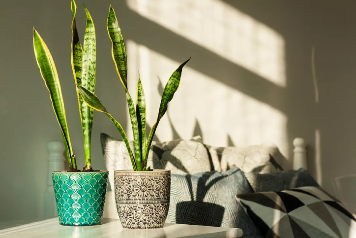Sansevieria in ceramic pots.