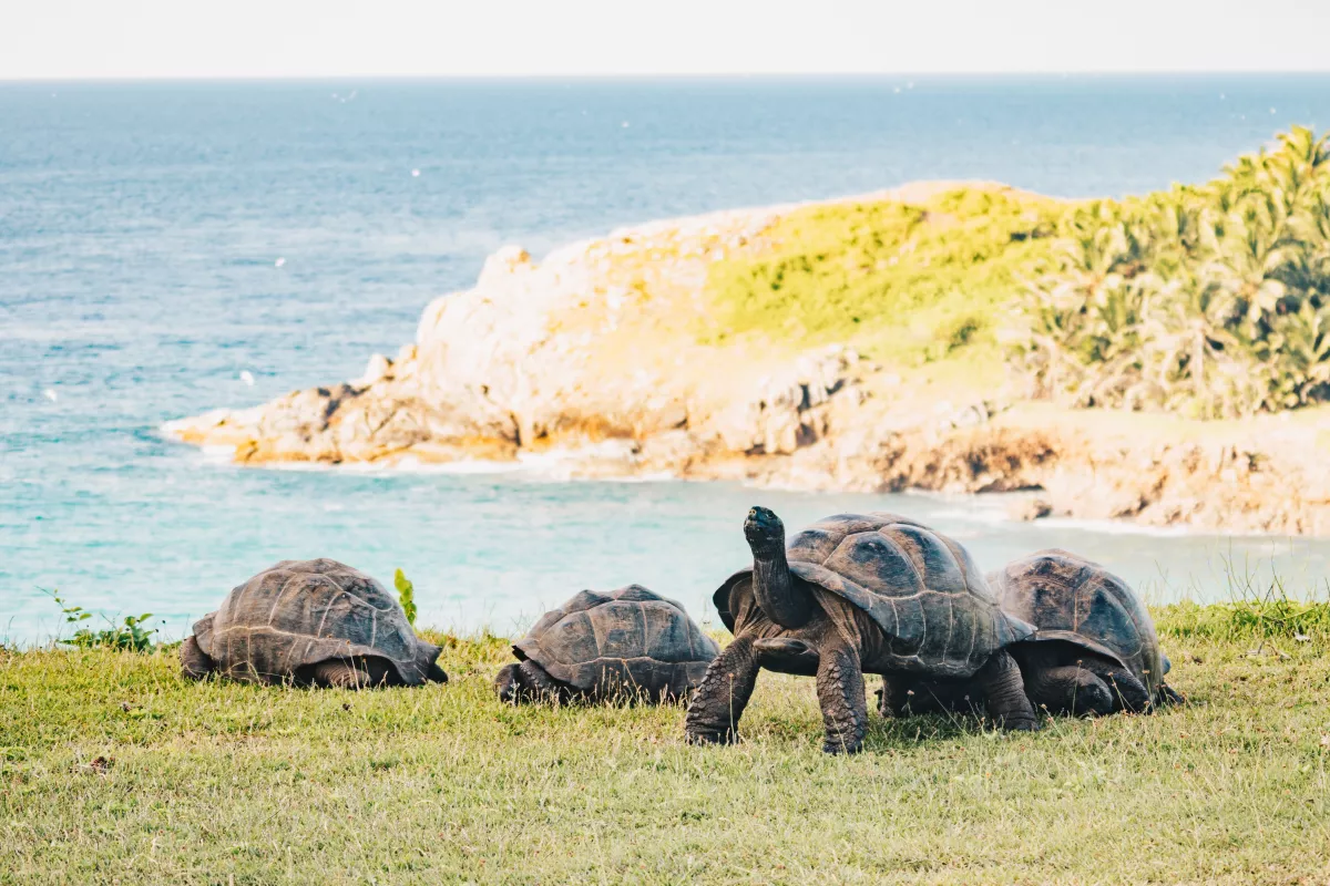 Tortoise_002.jpg