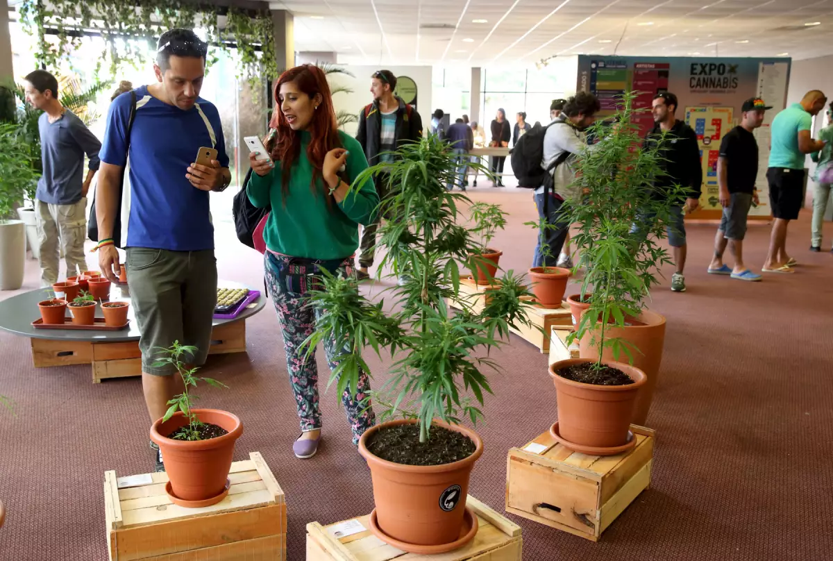 La gente observa las plantas de marihuana mientras visita el foro "Expo Cannabis" en Montevideo, el 5 de diciembre de 2015. Los expositores venden semillas, diferentes tipos de suelos y otra parafernalia de marihuana.