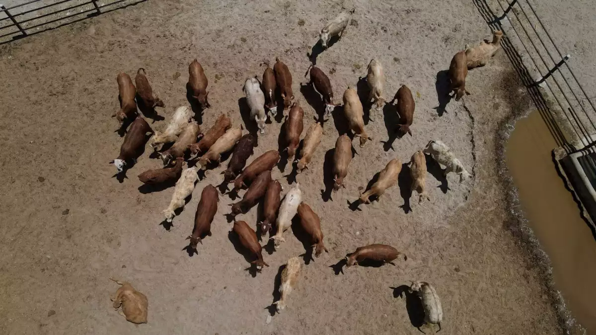 ¿Qué es el gusano barrenador del ganado? Así afecta en México