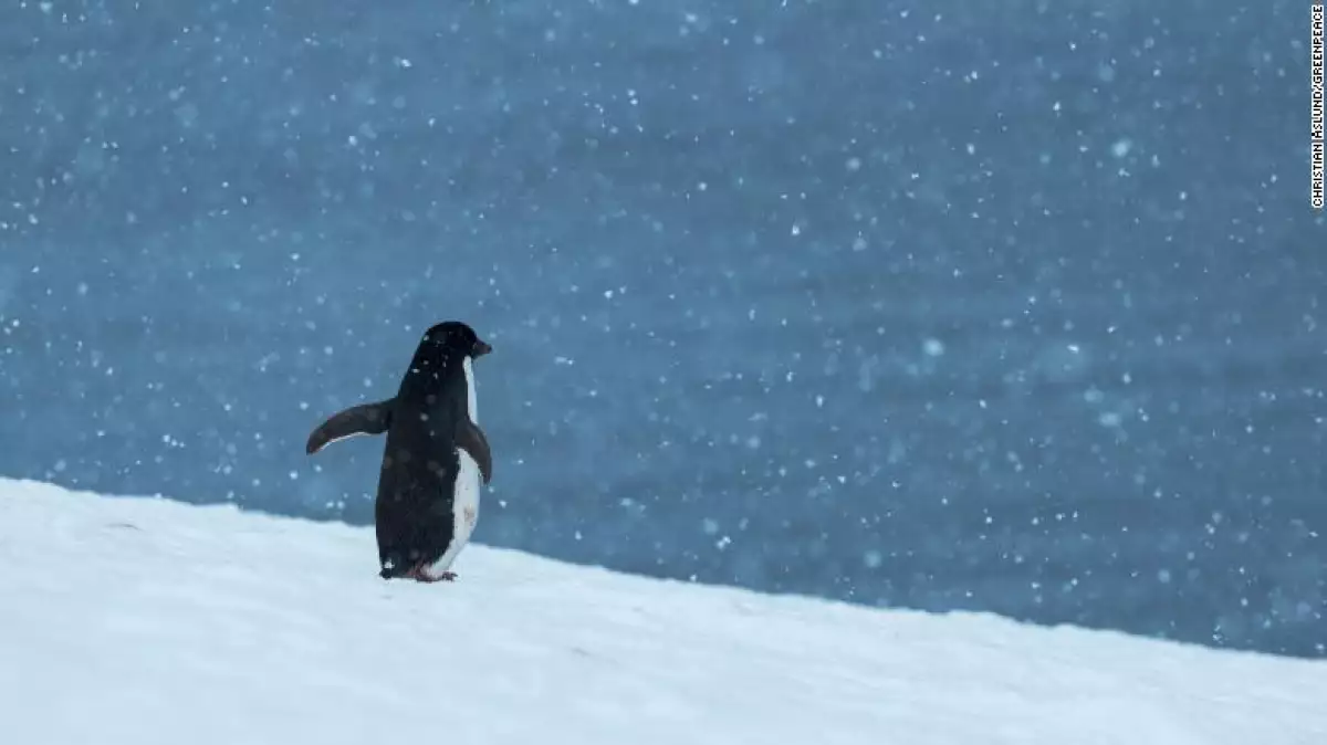 Pingüino