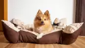 Ya sea que tus perros sean grandes o pequeños, te compartimos algunas recomendaciones y opciones de camas para que elijas la ideal.