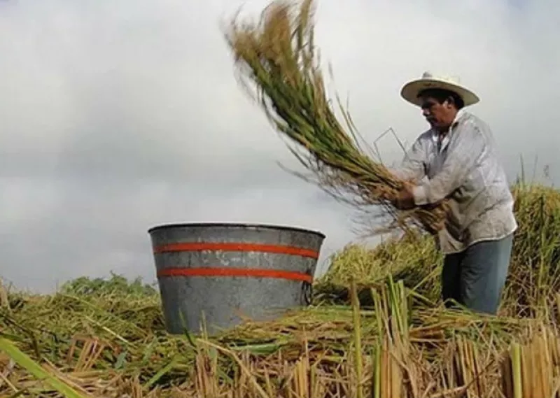 arroceros de Jojuta, Morelos 1