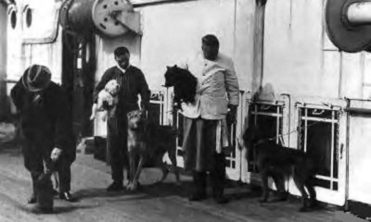 TITANIC DOGS