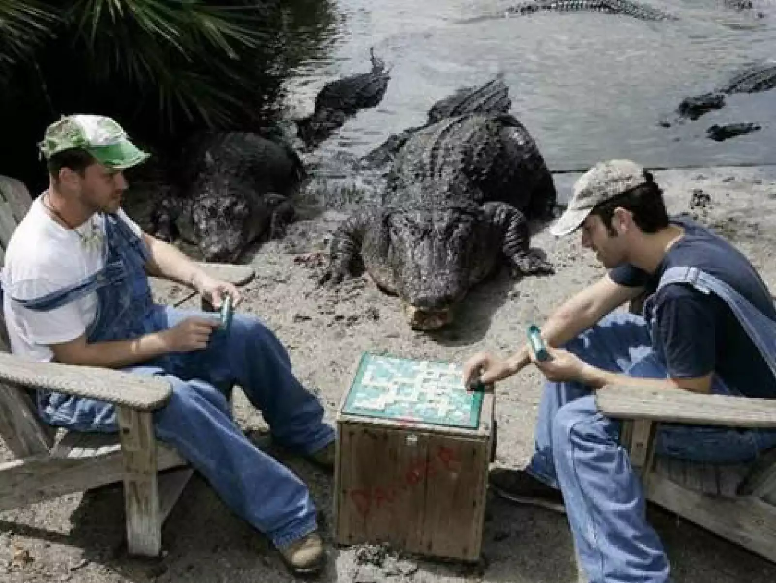 Guardabosques del parque temático Gatorland en Florida cuentan con el apoyo y “asesoría” de los cocodrilos que viven en el parque durante sus partidas.