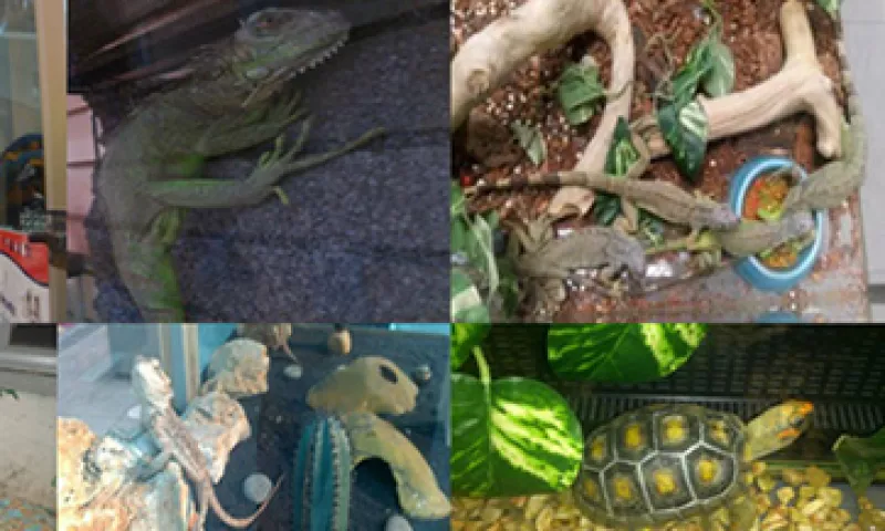 Iguanas, guacamayas y geckos son parte de los animales decomisados. (Foto: tomada de www.profepa.gob.mx)