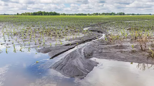 Heavy rains and storms in the Midwest have caused field flooding and corn crop damage