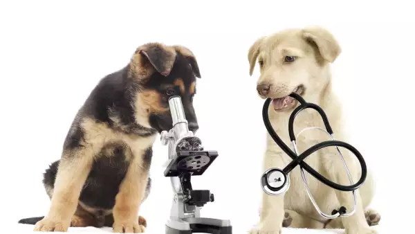 Salud veterinaria