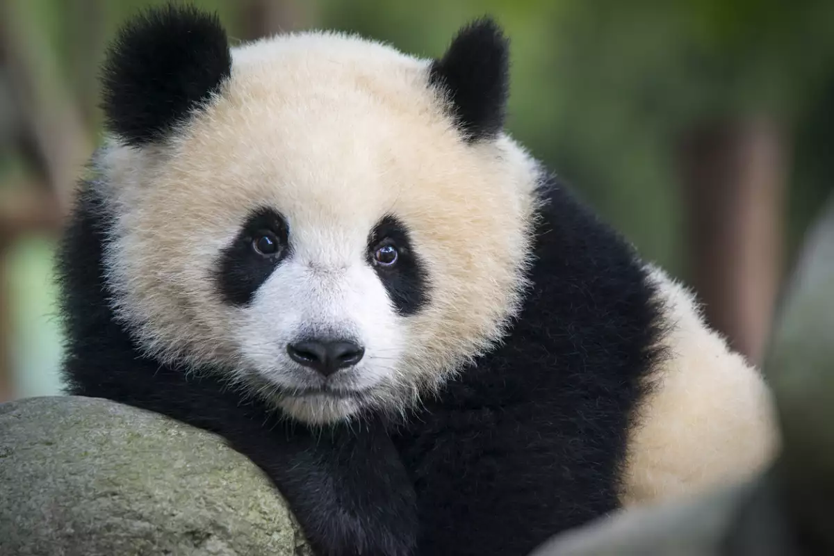 panda-fan-xing