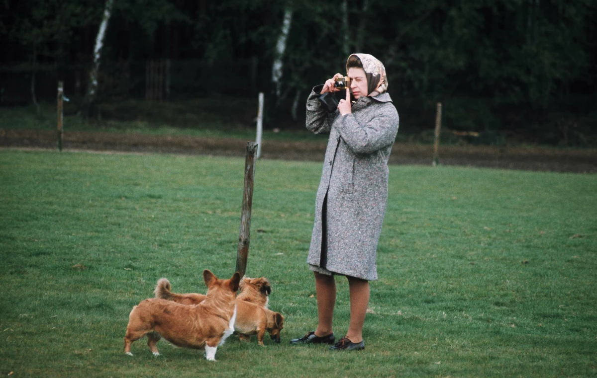 Corgis reina Isabel II