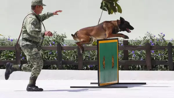 sedena-perros-adopcion