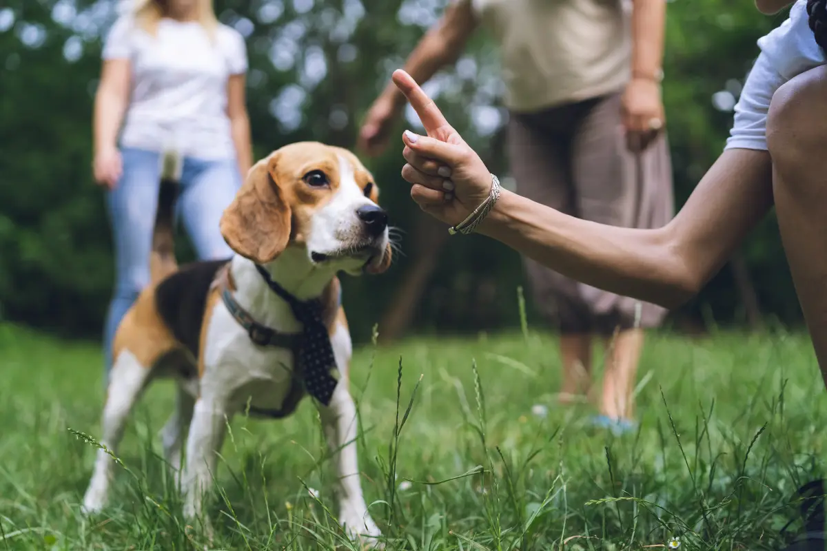 razones-perros-comen-heces