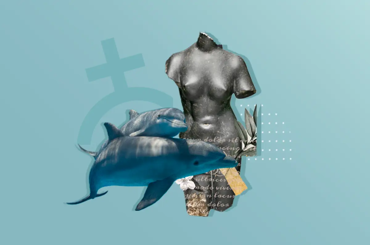Delfines-sexualidad-clitoris