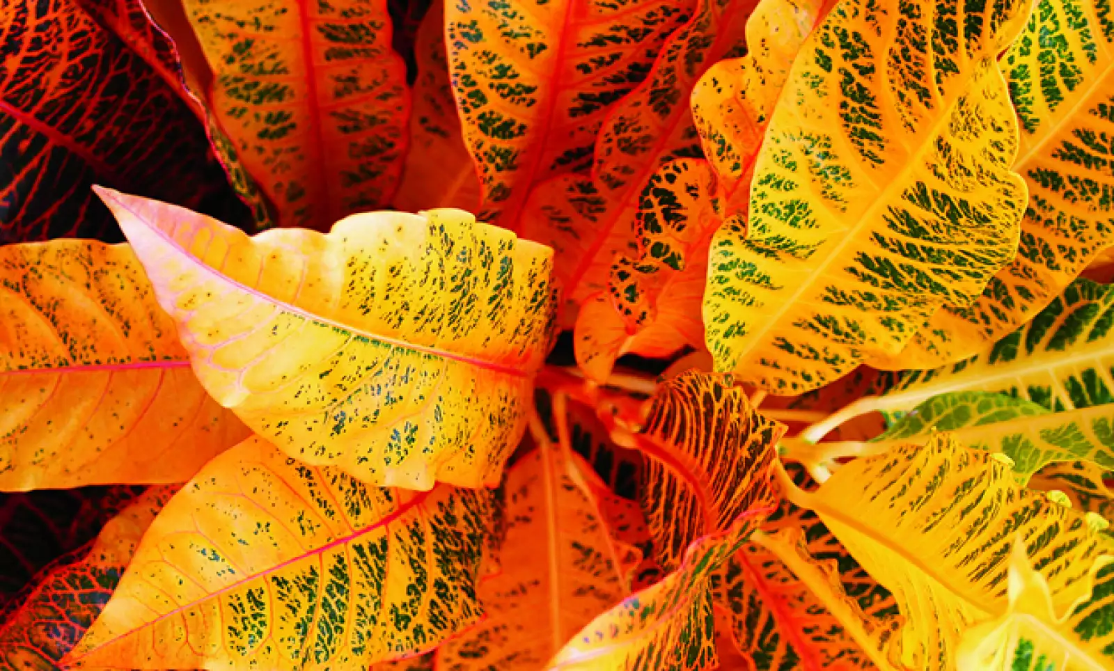 Hojas como ésta abundan en la zona, que tiene una vegetación tropical por esta en el Mar Caribe.