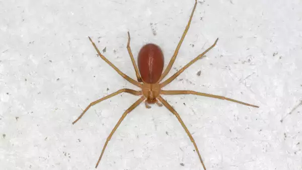 Alertan por nueva especie de araña violinista en CDMX y Edomex. 