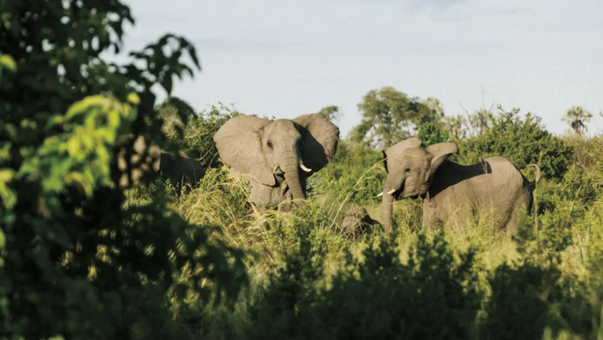 Experiencia de un safari en Botsuana