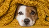 Los perros también sufren en invierno: Consejos para cuidar a tu mascota del frío