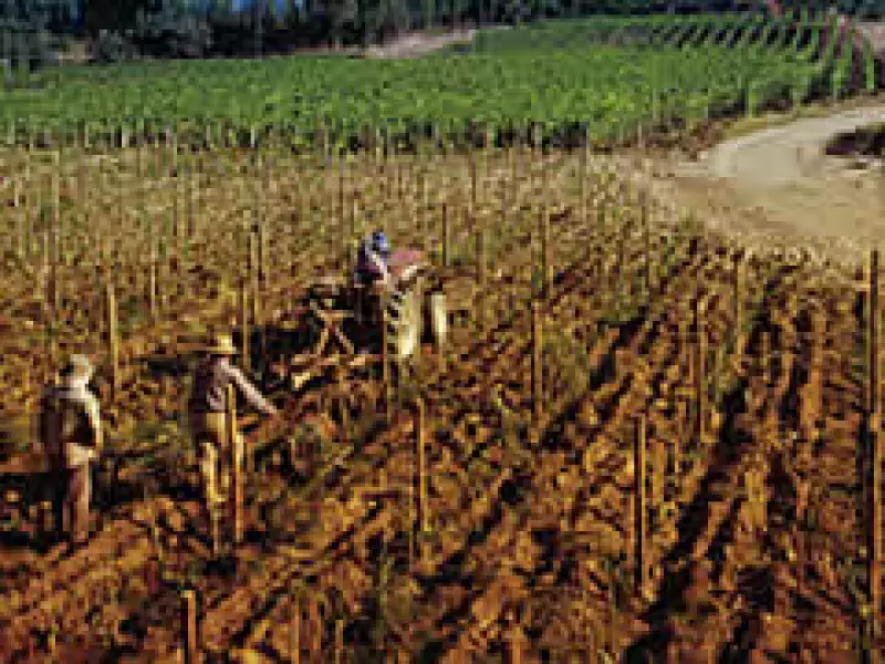 Los viñedos chilenos exportan más a México gracias al TLC, pero las bodegas argentinas están abriendo brecha en el mercado. (Foto: Especial)