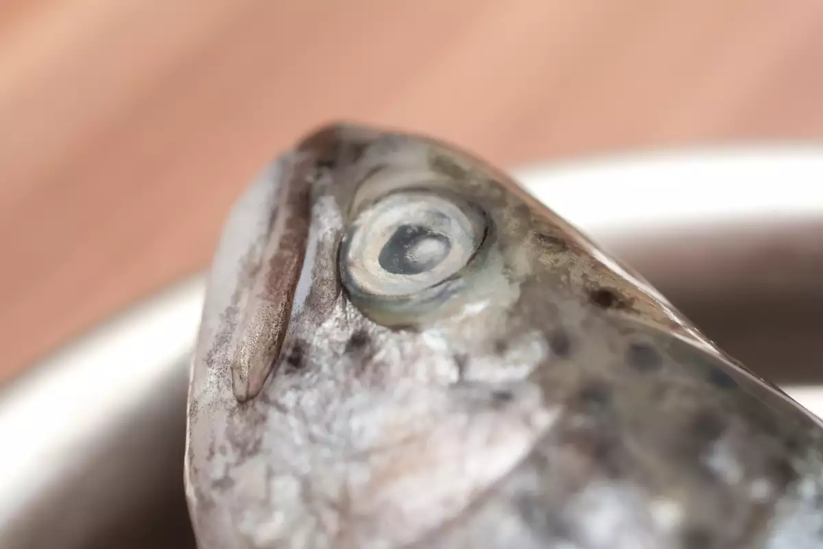 Pez totoaba