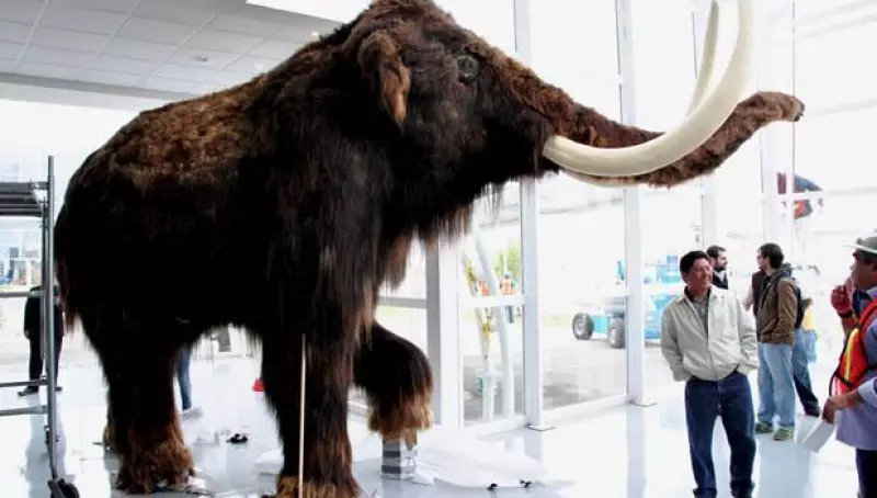 expo bicentenario mamut