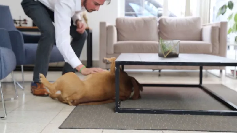 Life and Style Día del Perro 2.jpg