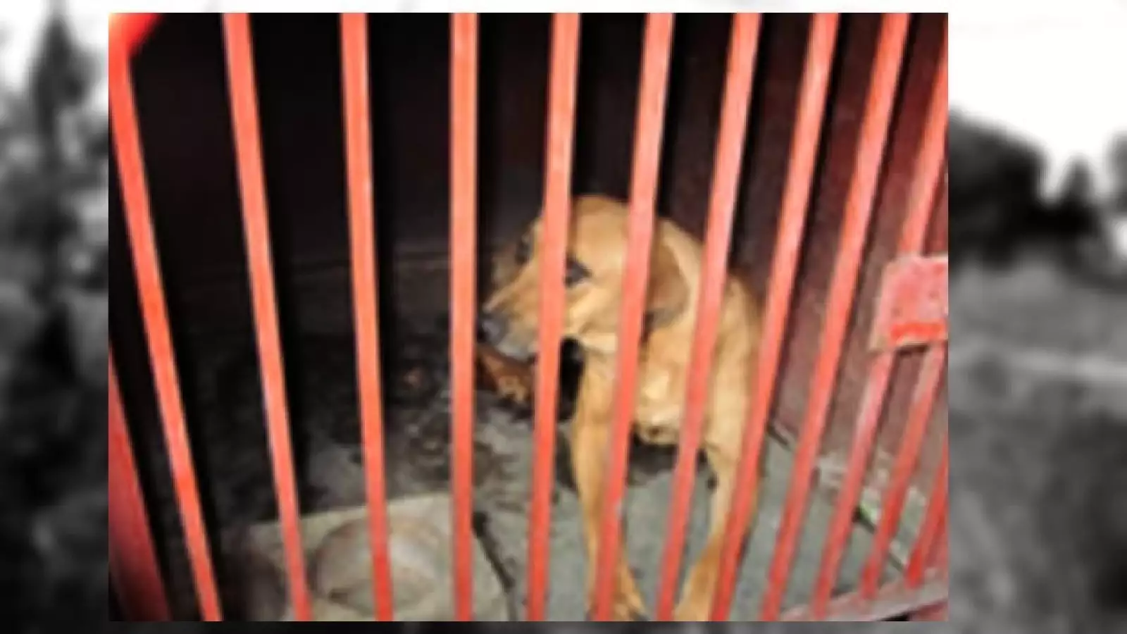 perros iztapalapa 9