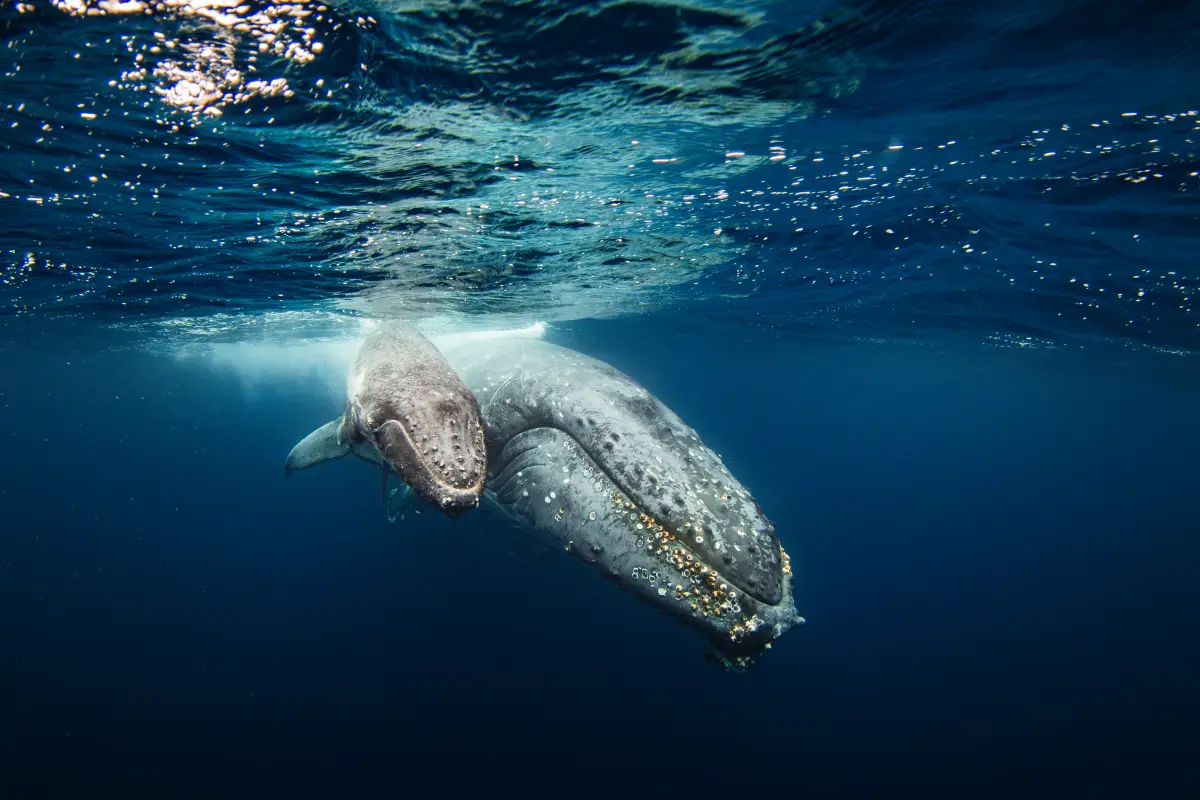 Concierto único con ballenas 