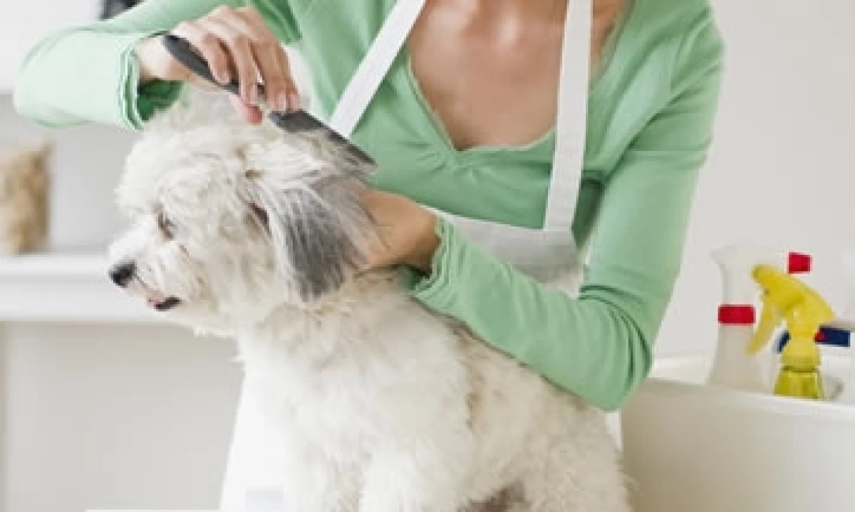 Pets