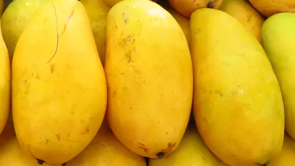 mango-ataulfo-origen