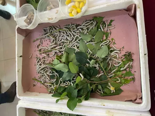 Gusanos de Seda