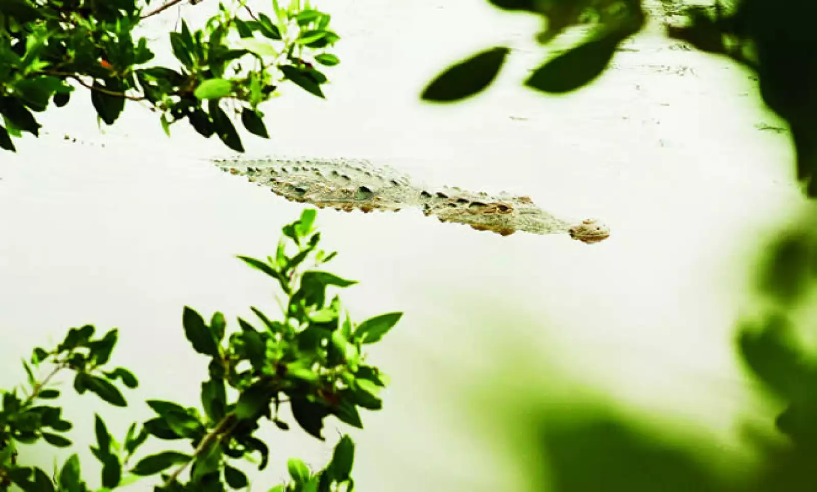 Un cocodrilo ronda tranquilamente los manglares.