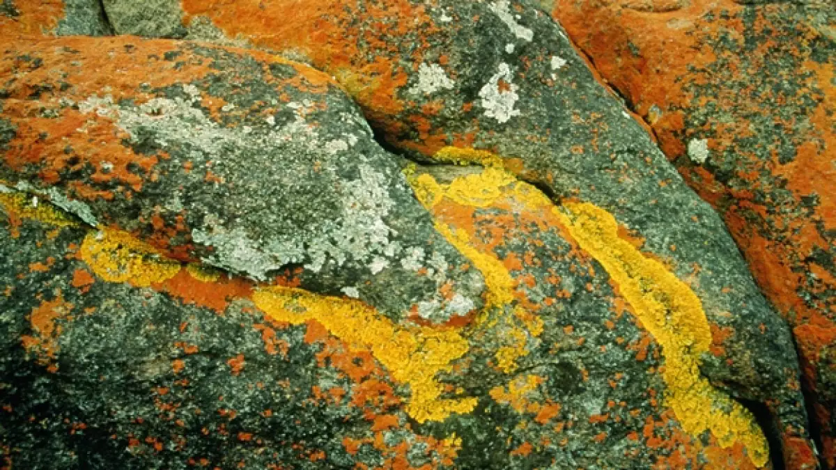 liquenes en rocas