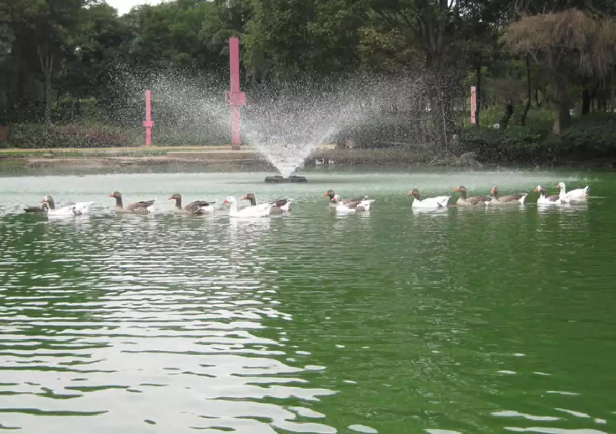lago
