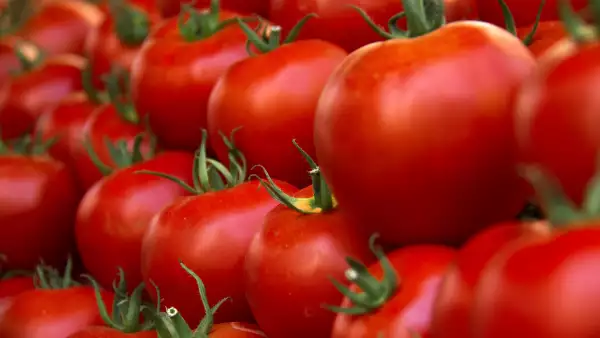 Campos de tomate (arancel