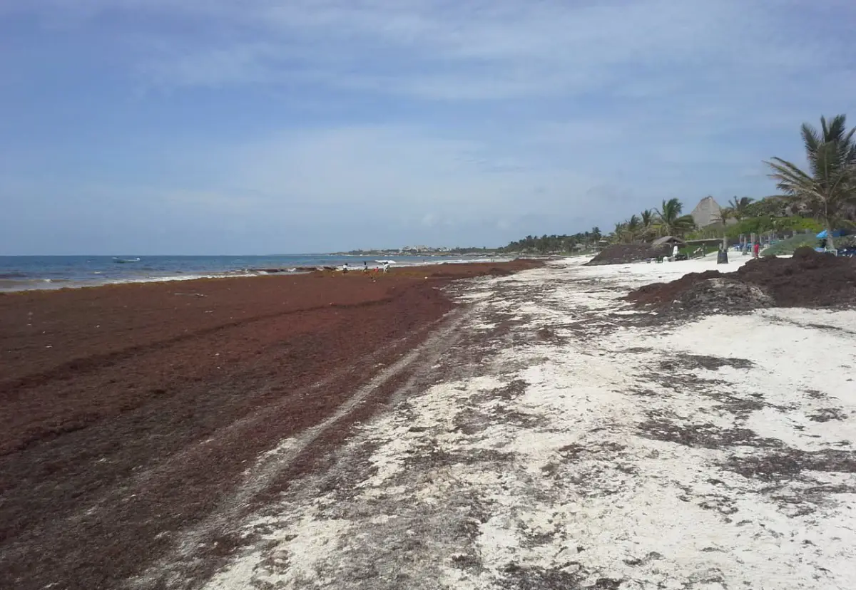 Sargazo en Cancún