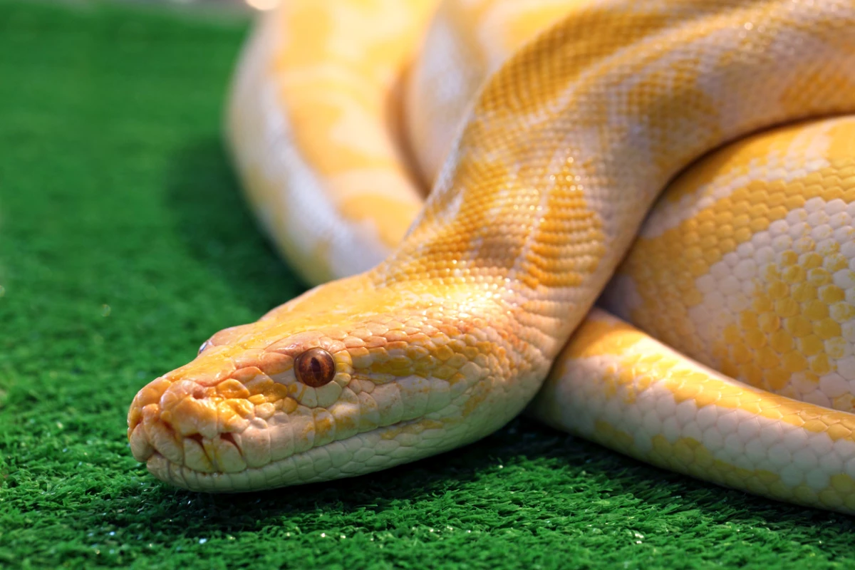 serpiente