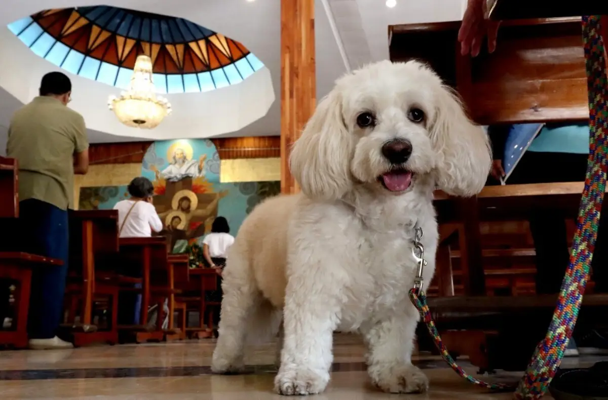 En primer plano un cachorro de color beige de raza maltipoo, con una correa de paseo en un restaurante. 