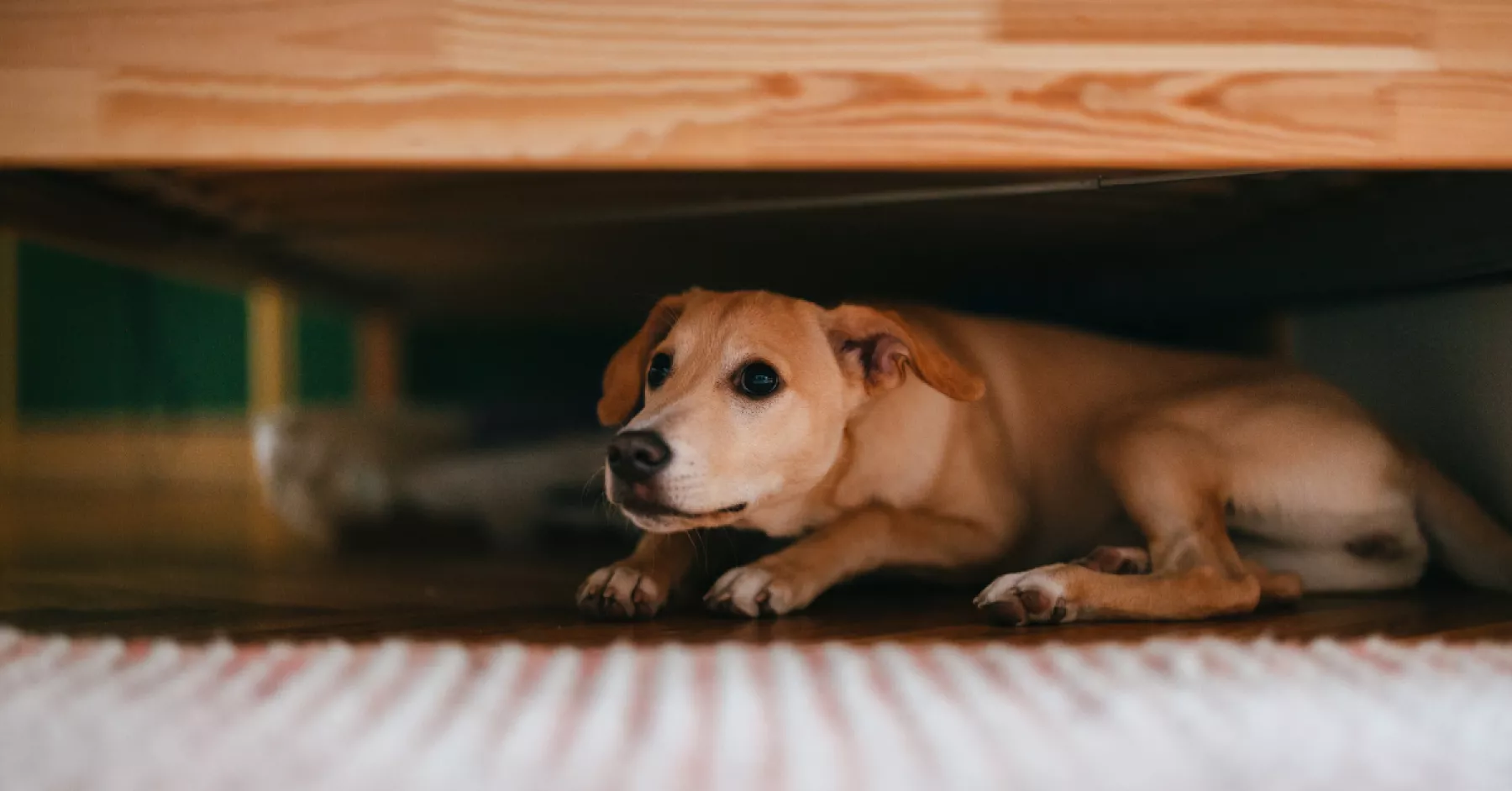 perro-asustado-pirotecnia.jpg